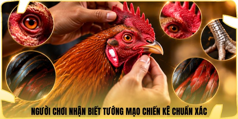 Người chơi nhận biết tướng mạo chiến kê chuẩn xác